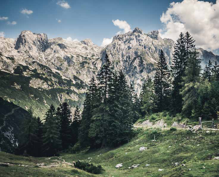 Alpine Bergwiese mit Zirbenwald